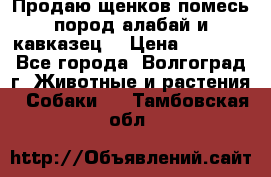 Продаю щенков помесь пород алабай и кавказец. › Цена ­ 1 500 - Все города, Волгоград г. Животные и растения » Собаки   . Тамбовская обл.